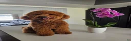 Mini Goldendoodle dogs for sale: Harley - Ad 6