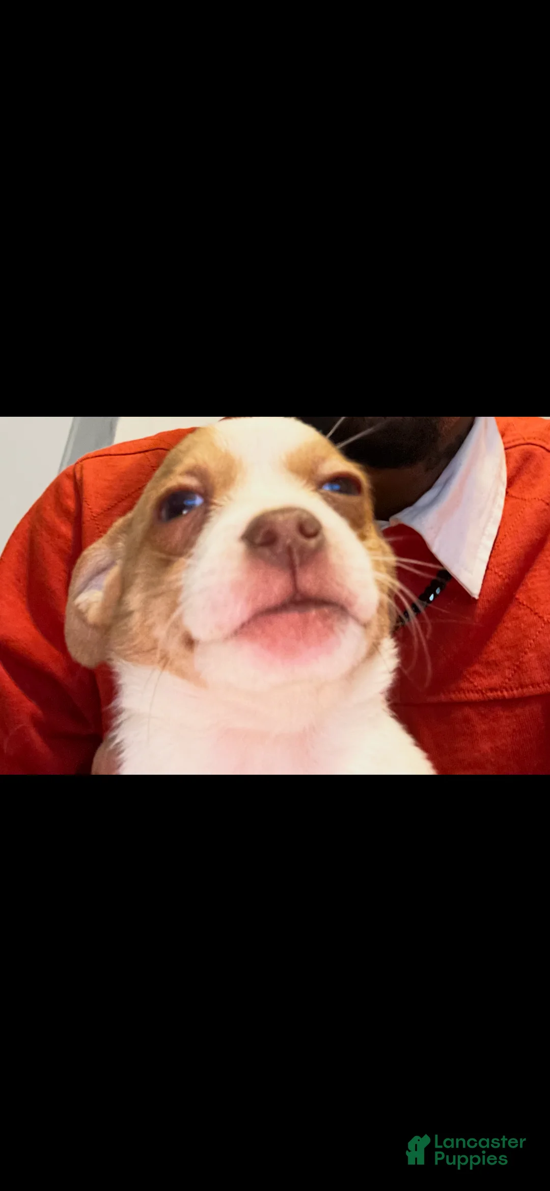 Mixed Breed dogs for sale: Chihuahua 1 - Ad 2