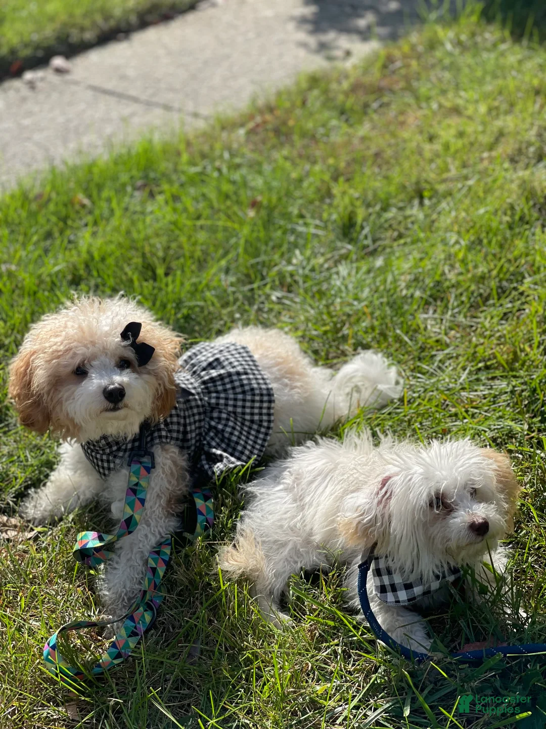 Gallery Image {{count}}