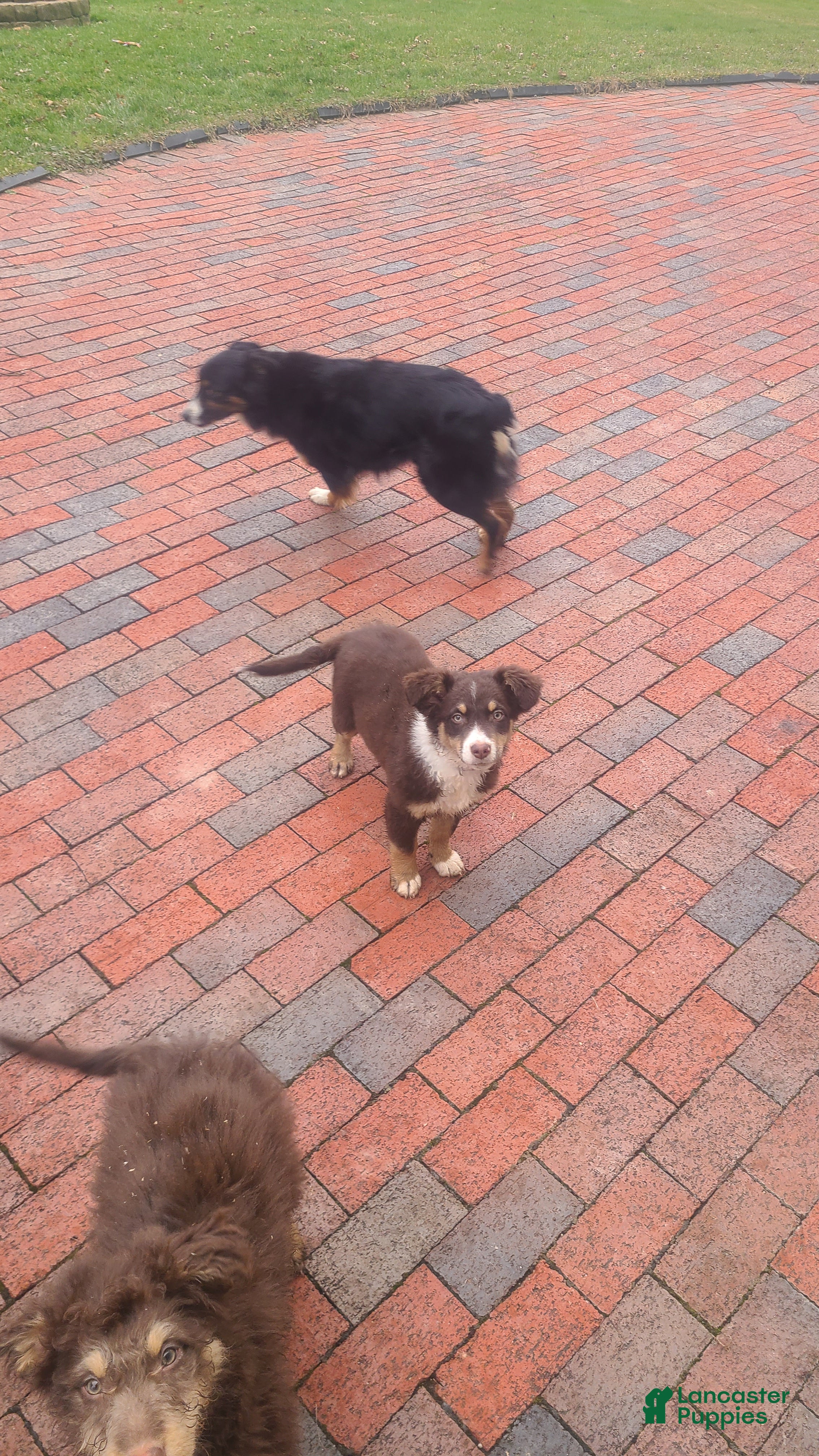 Aussiedoodle dogs Aussiedoodle Puppy 1 - Ad 17