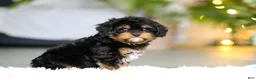 Cavapoo dogs for sale: Callie - Ad 4