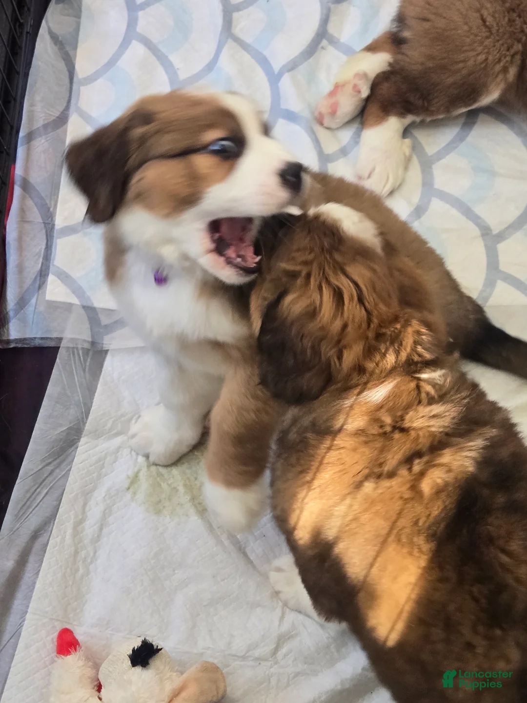 Mixed Breed dogs for sale: Princess - Ad 20