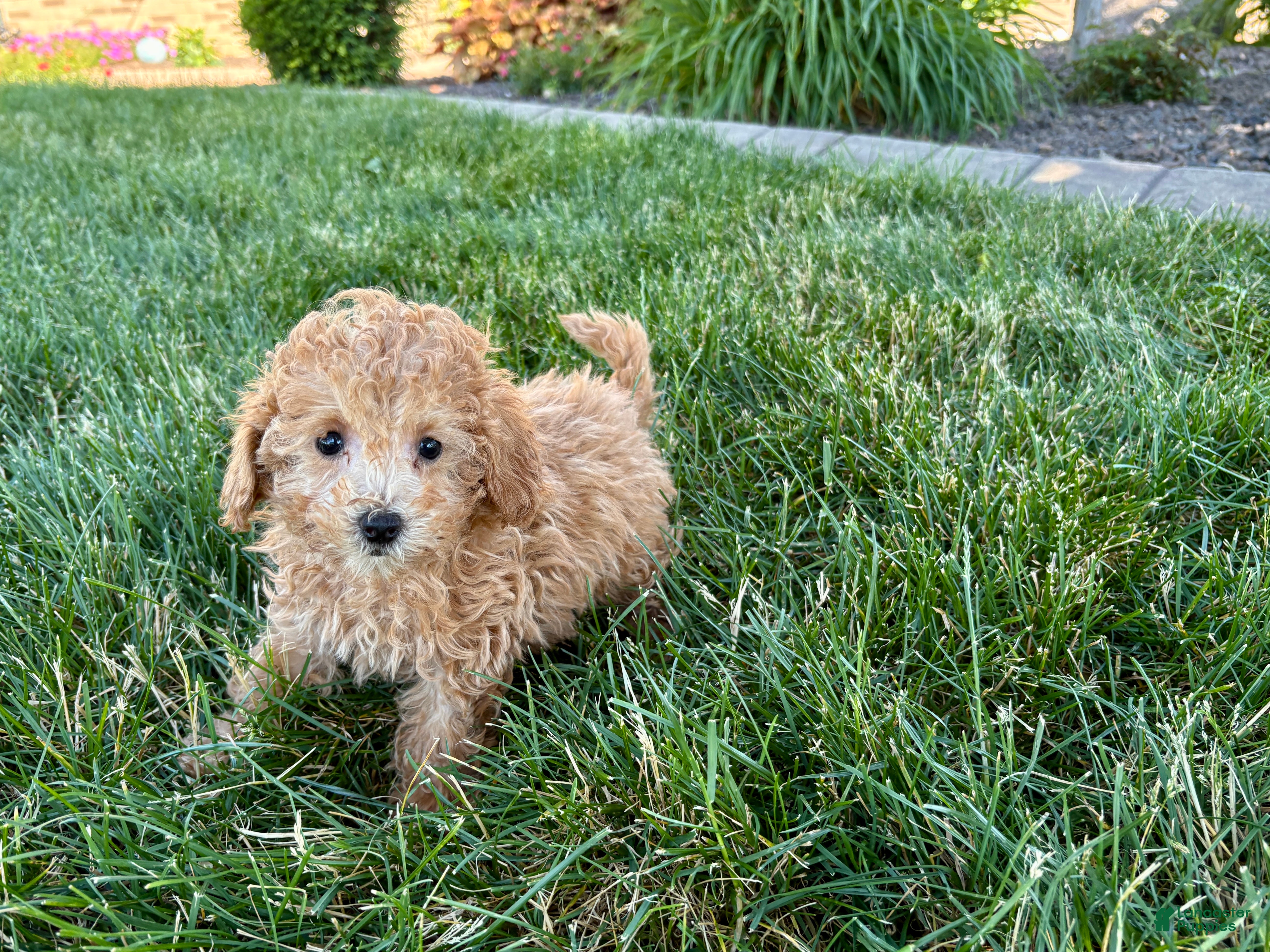 Maltipoo dogs for sale: Snickers  - Ad 9