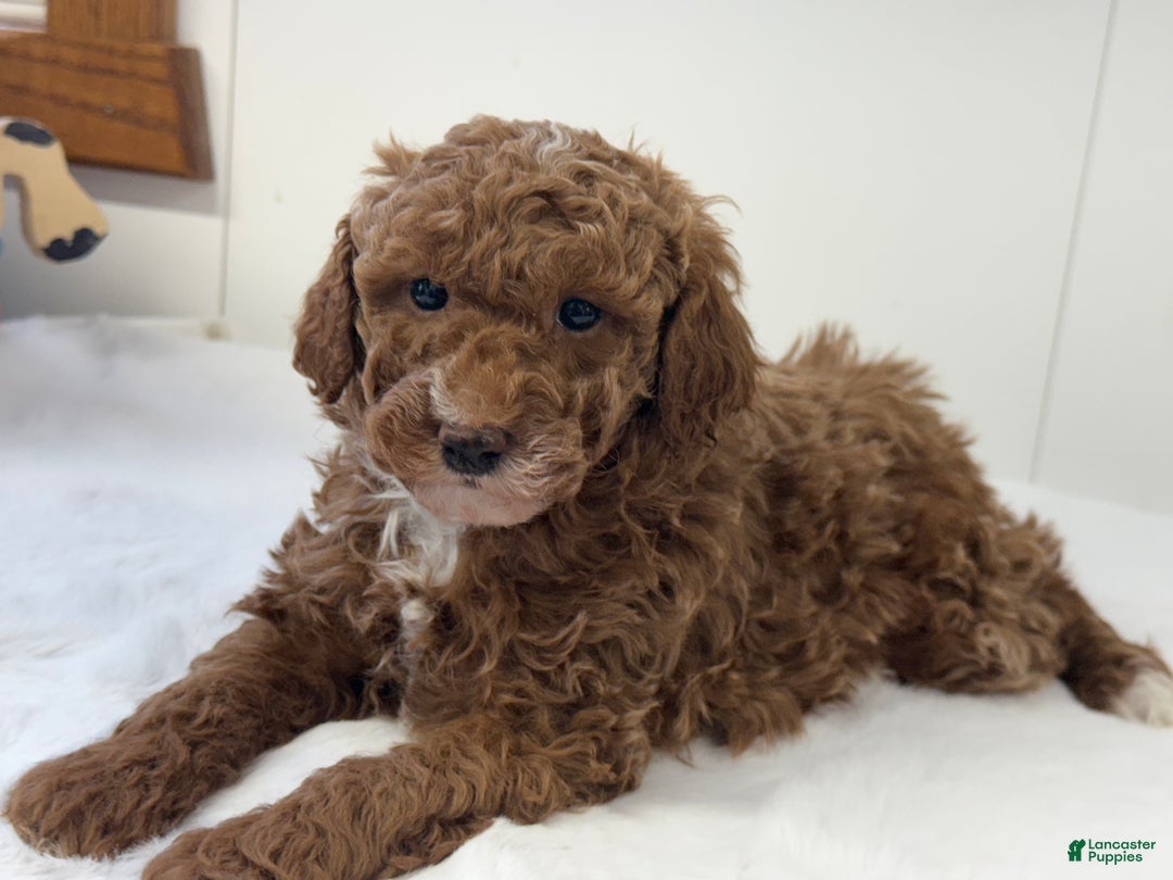 Mini Goldendoodle dogs for sale: Paisley  - Ad 7