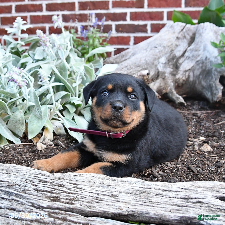 Rottweiler dogs Bailey - Ad 1