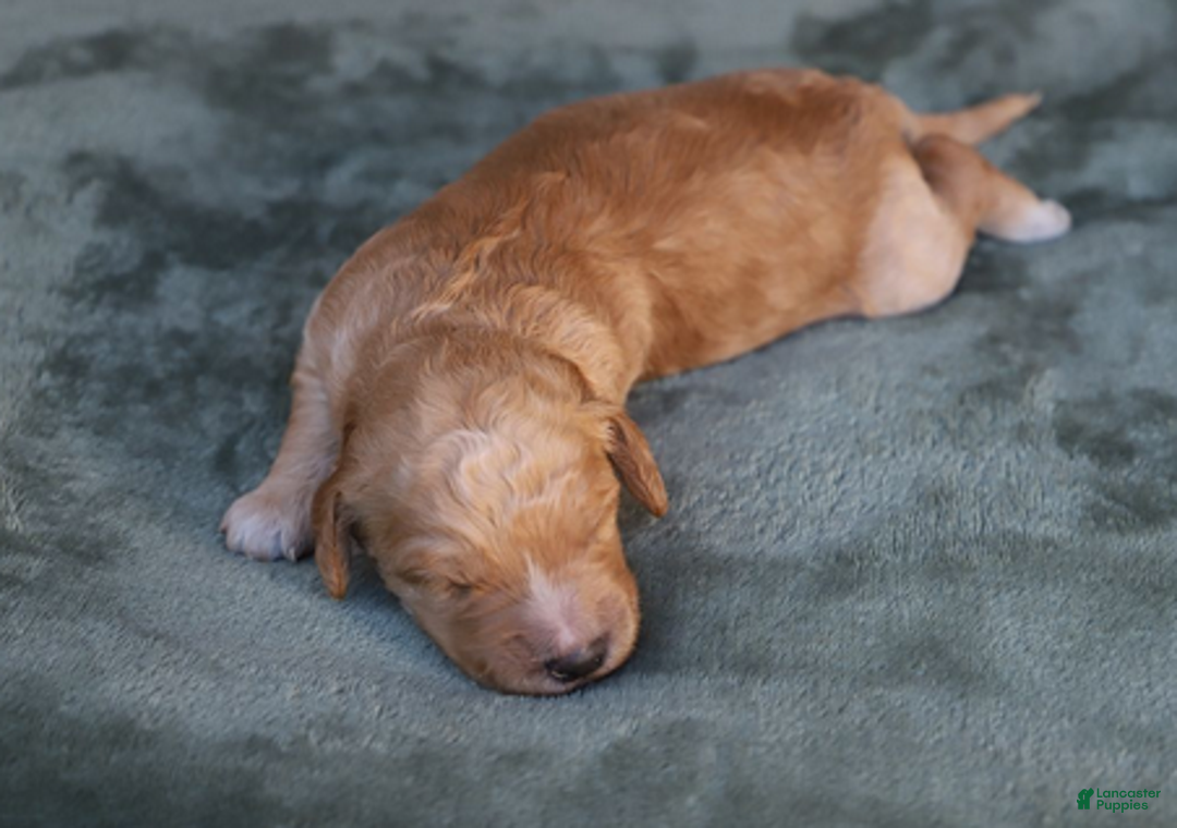 Goldendoodle dogs for sale: Rune - Ad 1