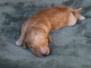 Goldendoodle dogs Rune - Ad 6