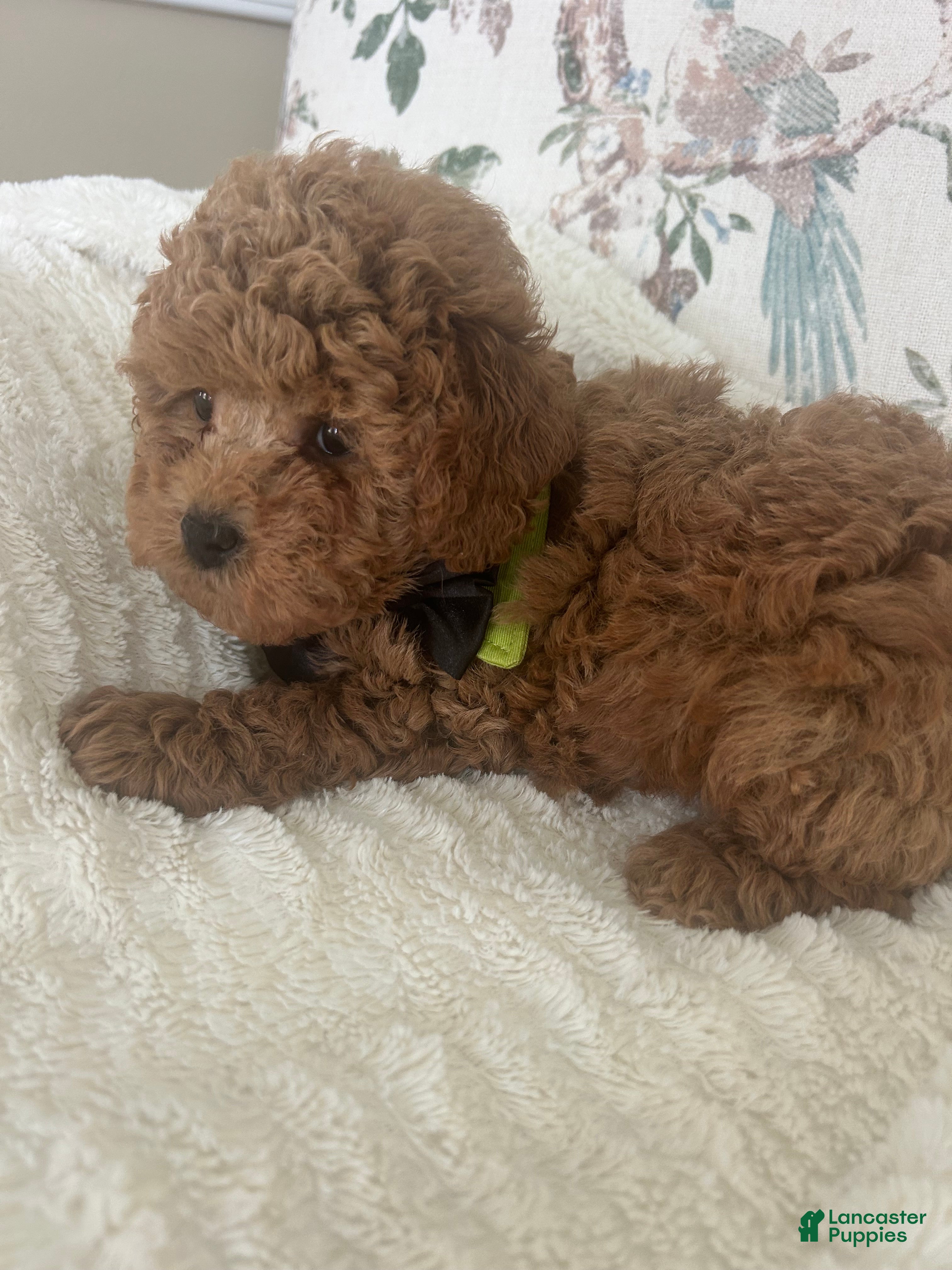 Maltipoo dogs Sammy - Ad 2