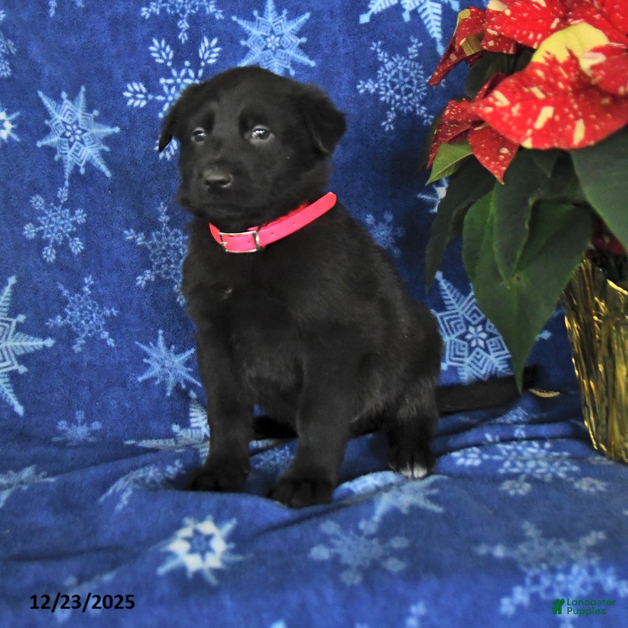 German Shepherd dogs for sale: Nash - Ad 1