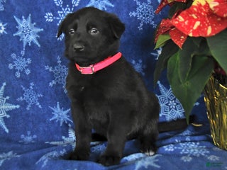 German Shepherd dogs for sale: Nash - Ad 1