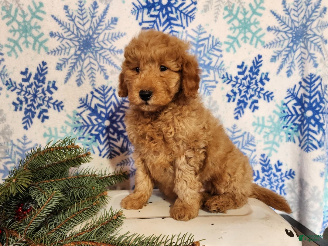 Mini Goldendoodle dogs for sale: Houston - Ad 12