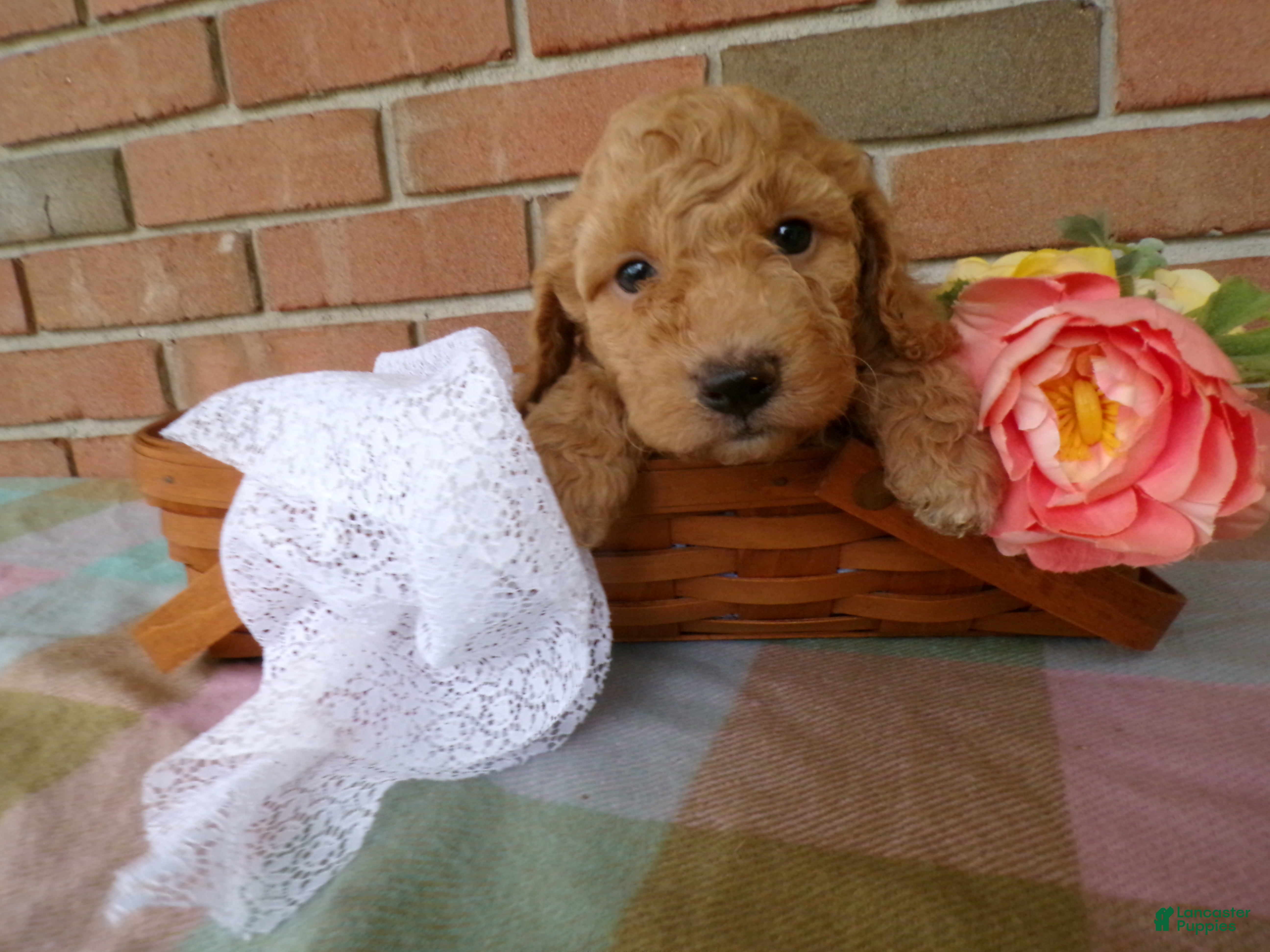 Cockapoo dogs Chandler - Ad 2