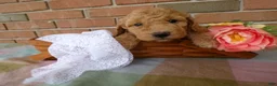 Cockapoo dogs for sale: Chandler - Ad 2