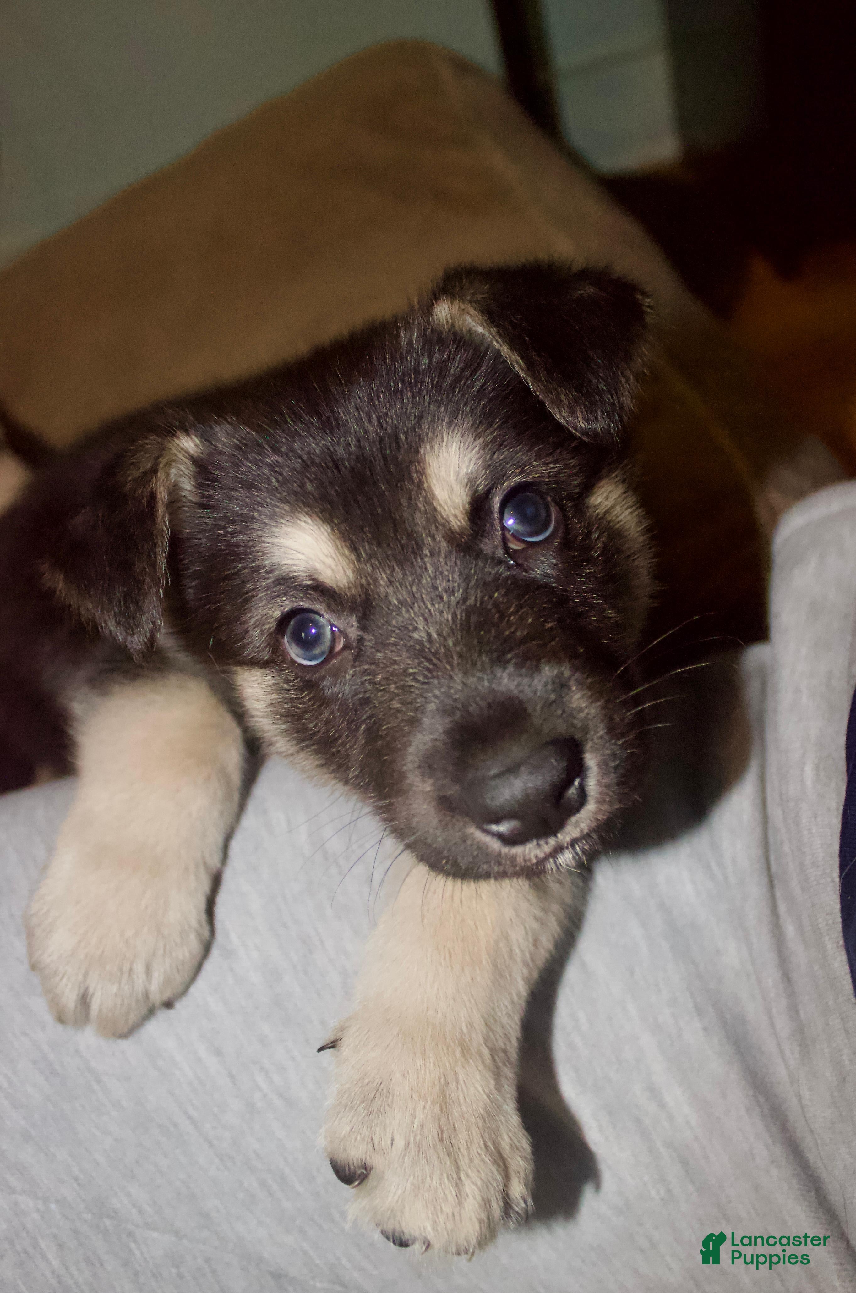 Gerberian Shepsky dogs Leif - Ad 1