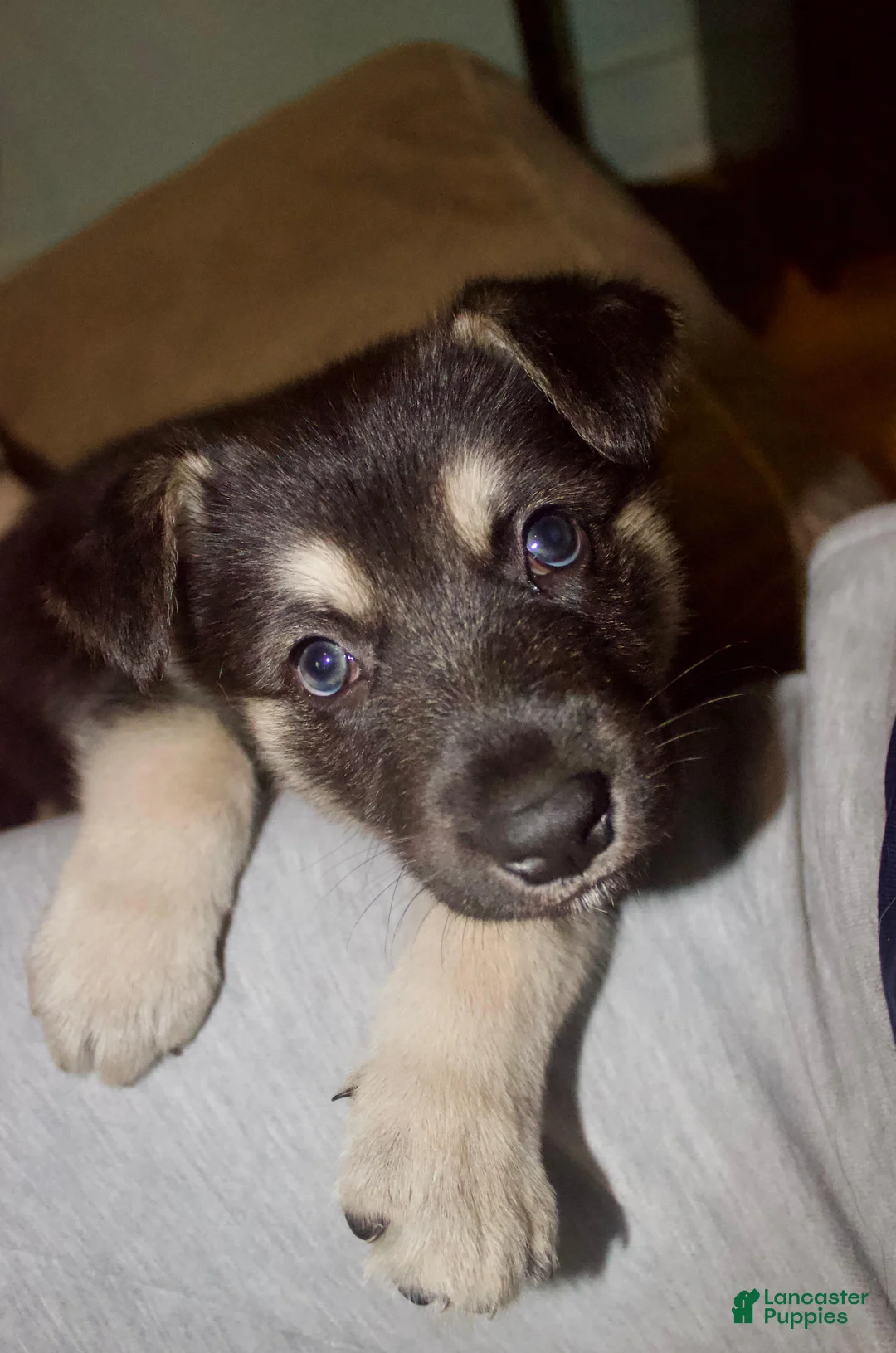 Gerberian Shepsky dogs for sale: Leif - Ad 1