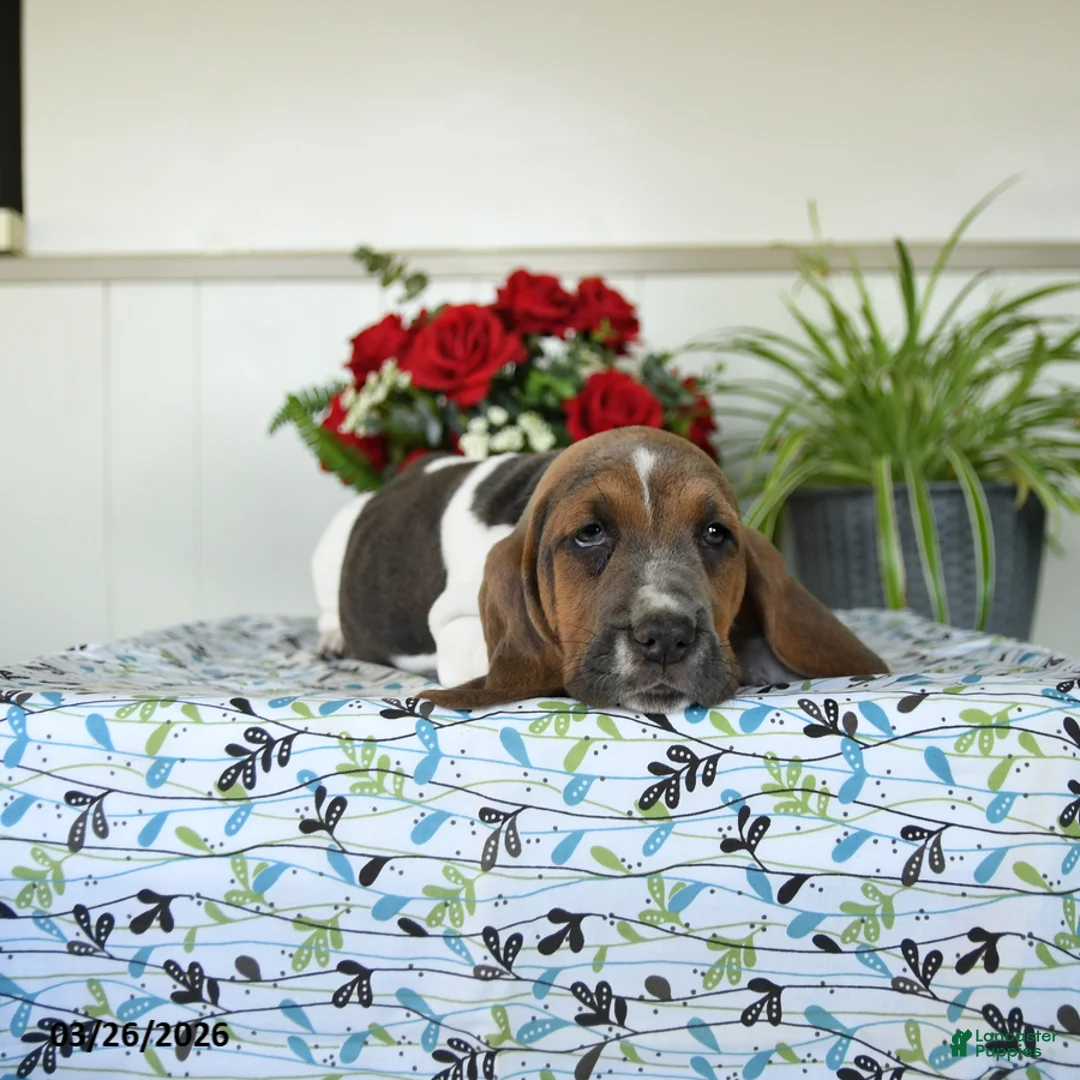 Basset Hound dogs for sale: Eleanor - Ad 3
