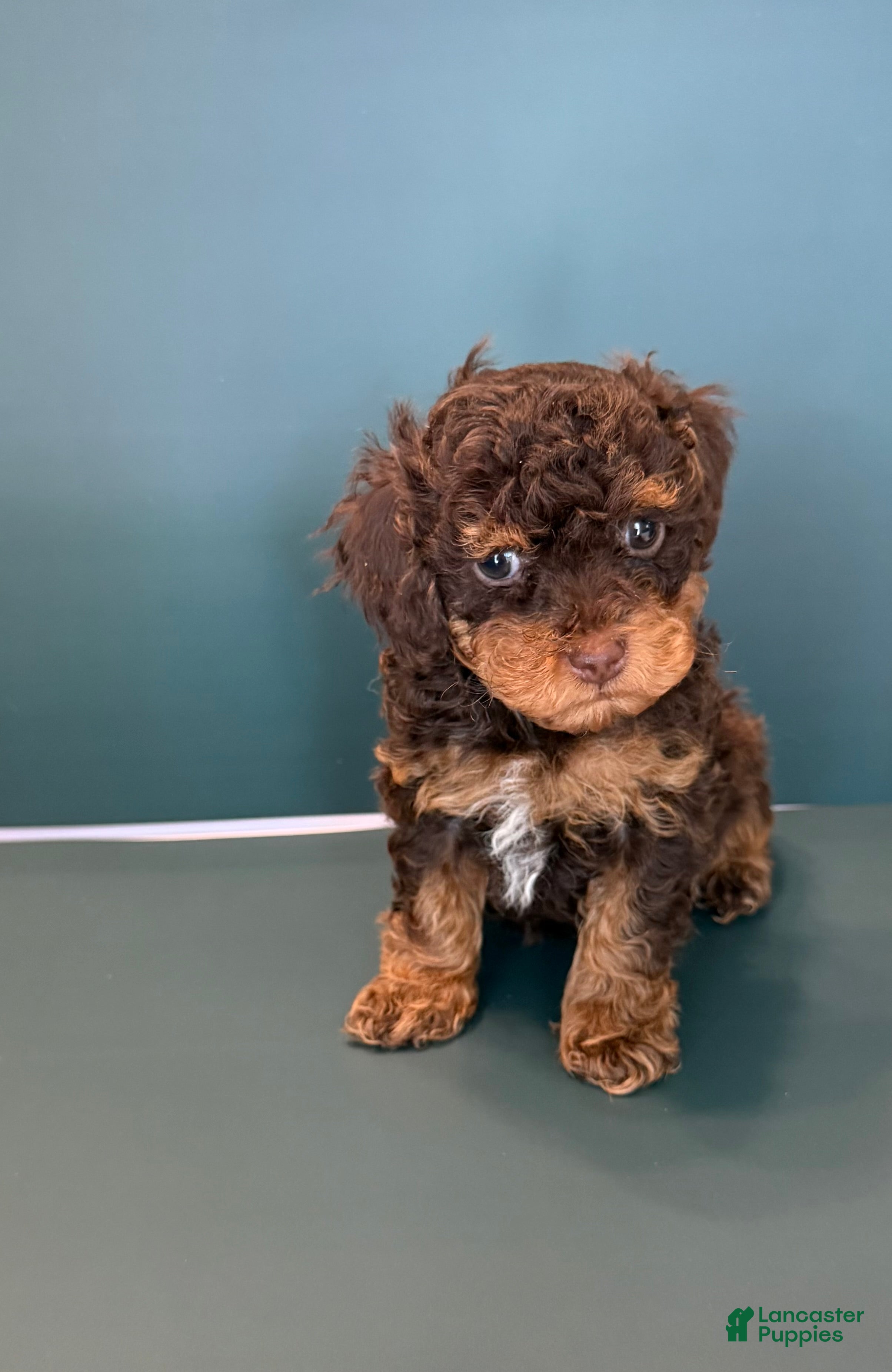Toy Poodle dogs Max - Ad 2