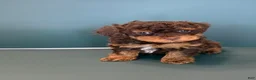 Toy Poodle dogs for sale: Max - Ad 2