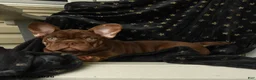 French Bulldog dogs for sale: Kona - Ad 3