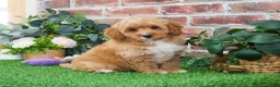 Mini Goldendoodle dogs for sale: Fettuccine  - Ad 11