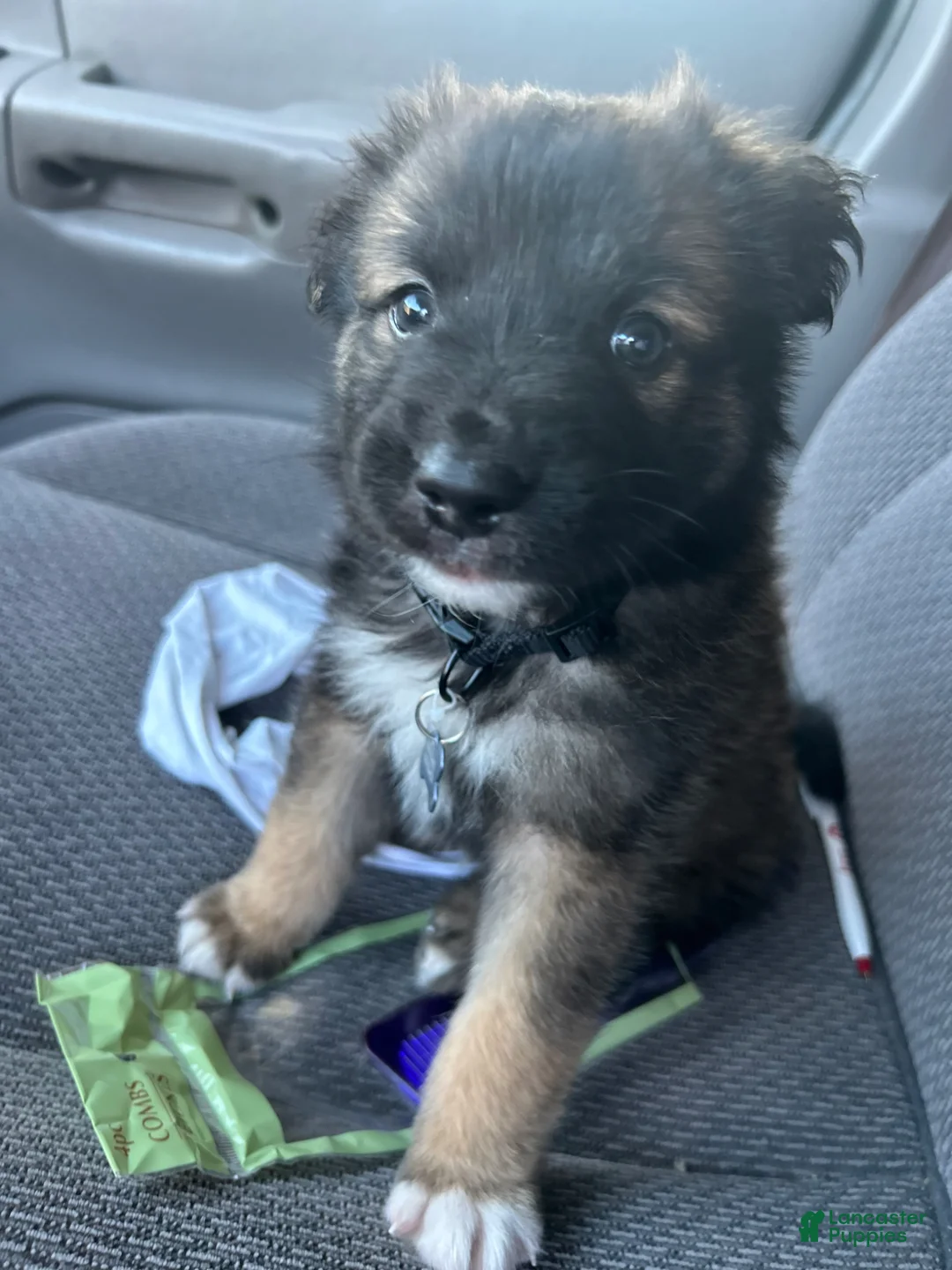 Mixed Breed dogs for sale: Mixed Breed Puppy 1 - Ad 1