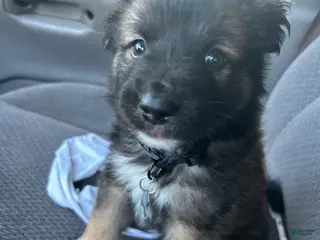 Mixed Breed dogs Mixed Breed Puppy 1 - Ad 23