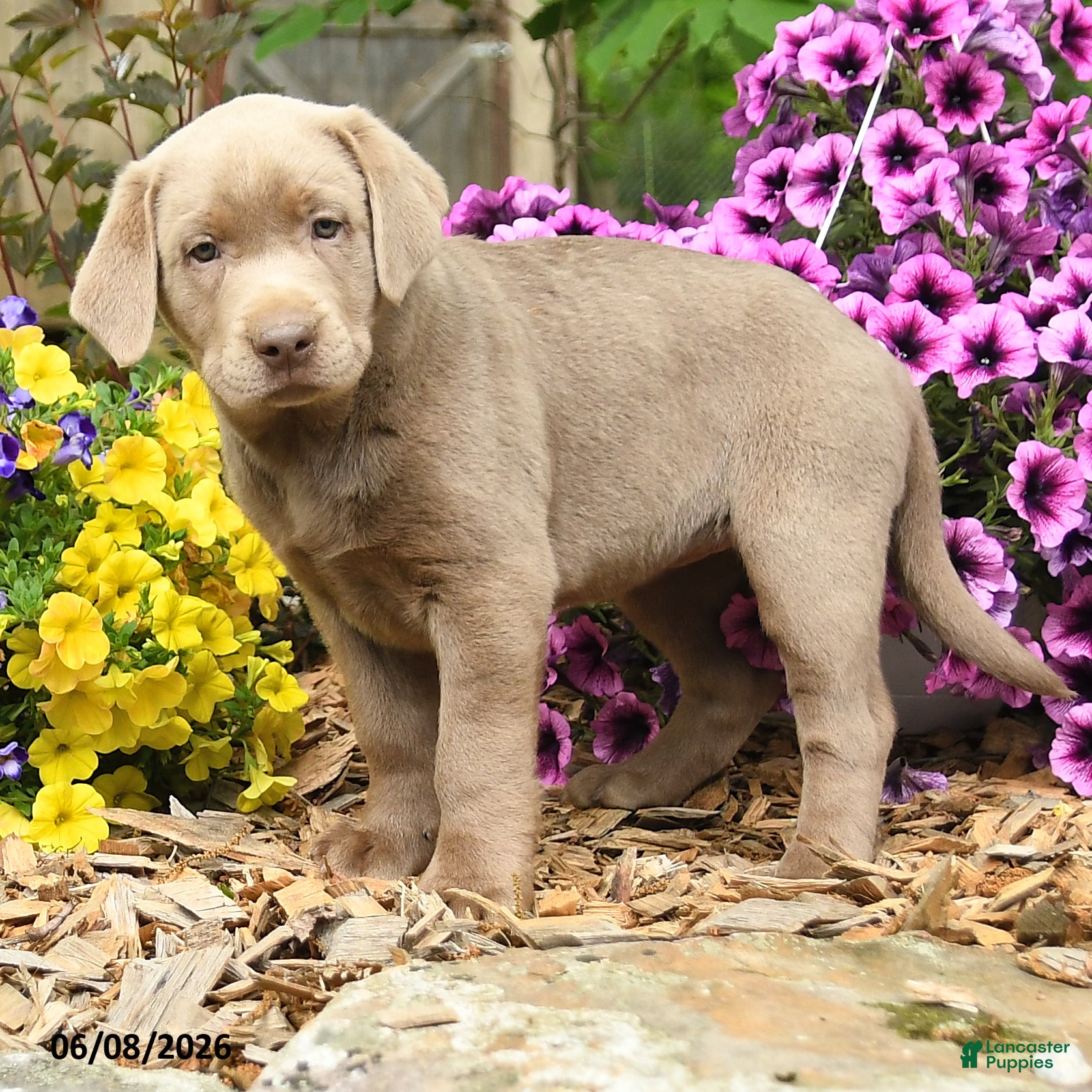 Labrador Retriever dogs Sandy - Ad 2