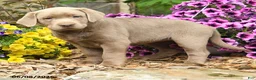 Labrador Retriever dogs for sale: Sandy - Ad 2