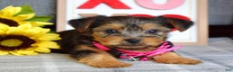 Yorkshire Terrier dogs for sale: Haddie - Ad 11