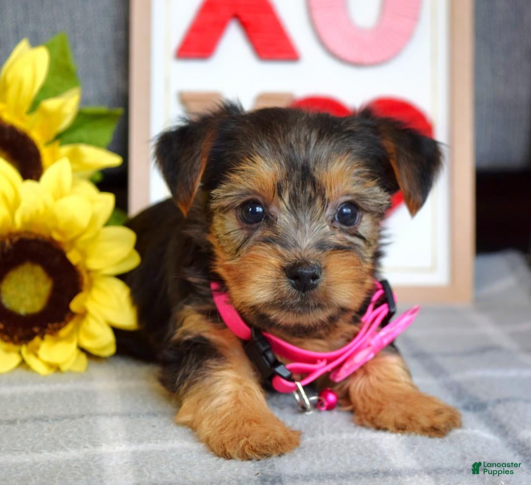 Yorkshire Terrier dogs for sale: Haddie - Ad 11