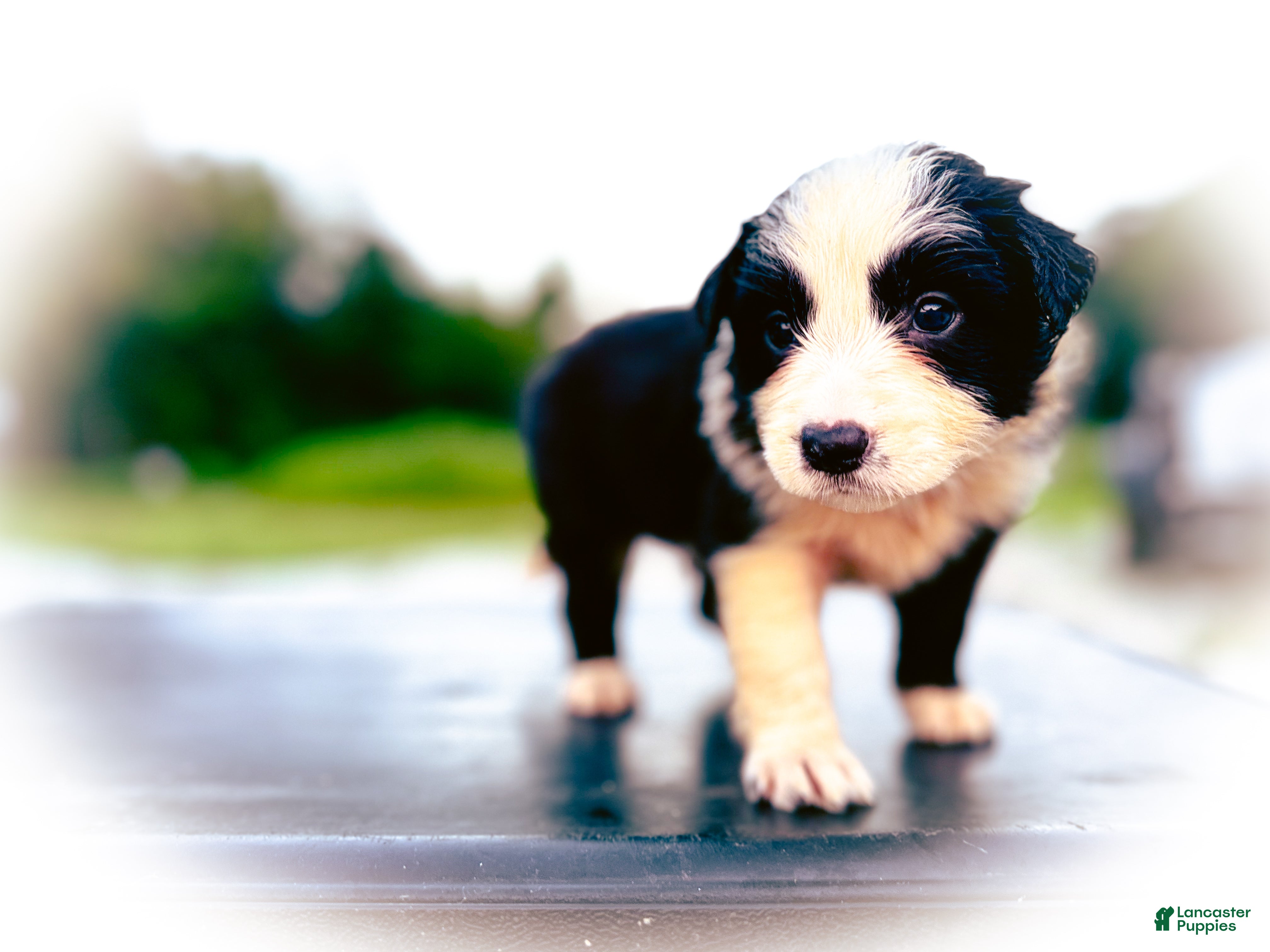 Border Collie dogs $hine - Ad 32