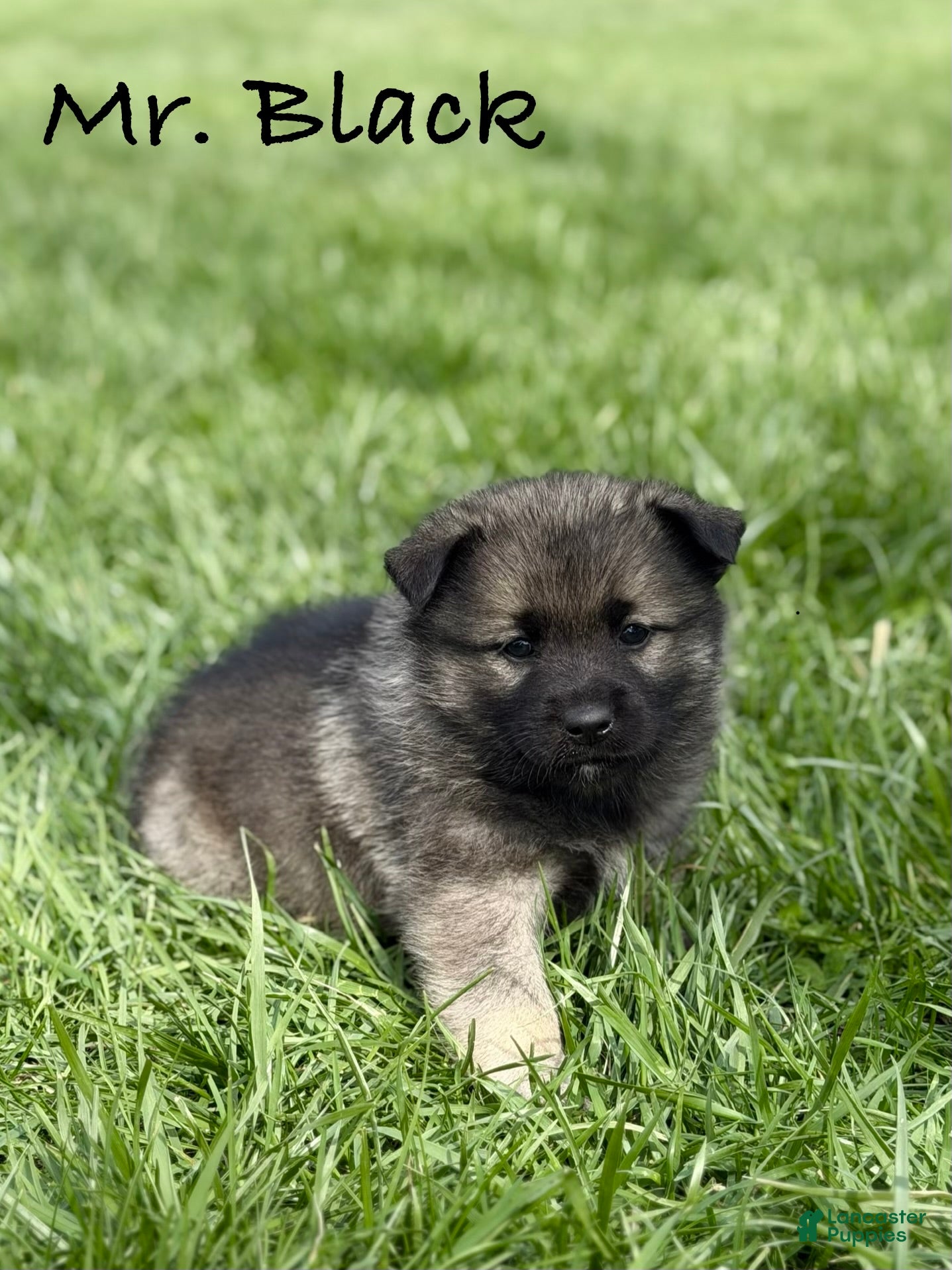 Norwegian Elkhound dogs Mr. Black - Ad 1
