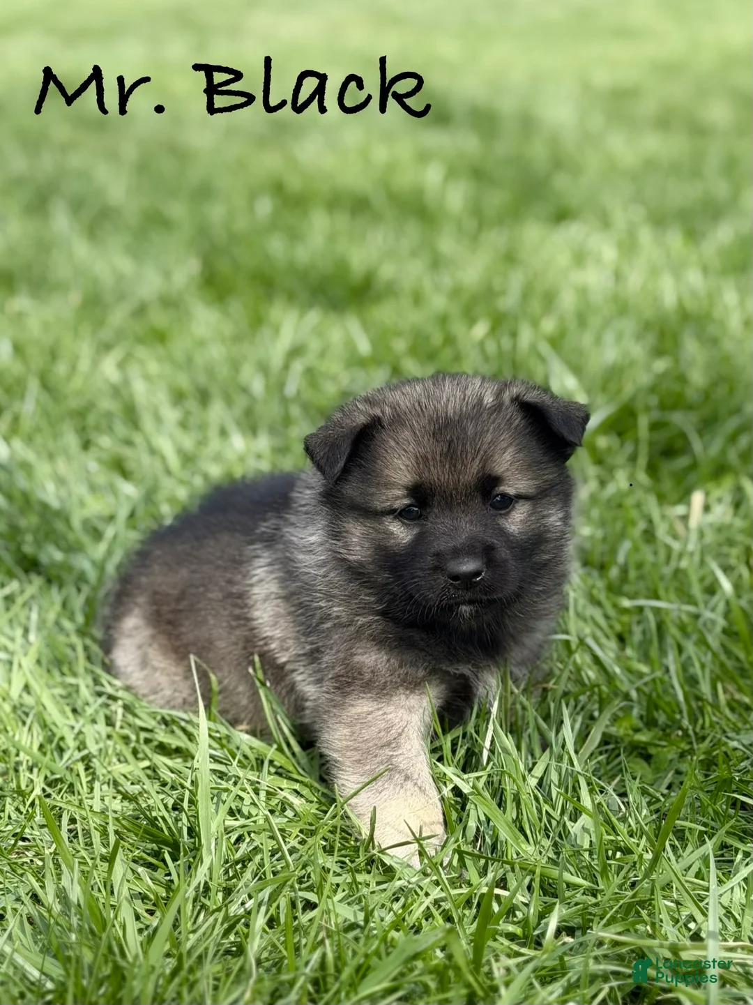 Norwegian Elkhound dogs for sale: Mr. Black - Ad 1