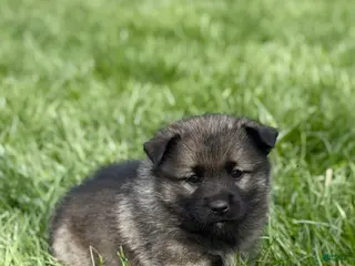 Norwegian Elkhound dogs for sale: Mr. Black - Ad 3