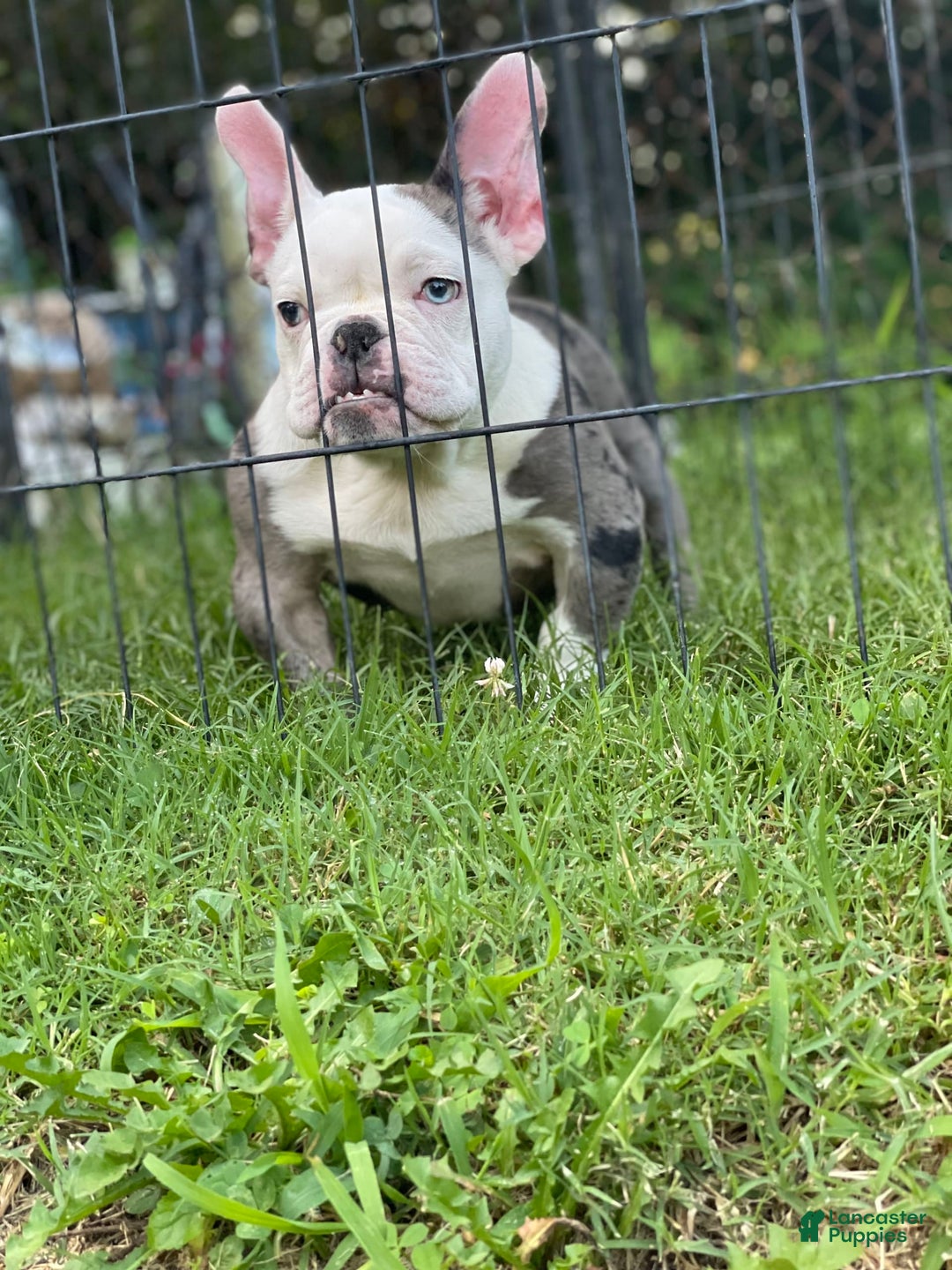 Gallery Image {{count}}