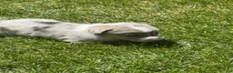 Welsh Corgi Pembroke dogs for sale: Welsh Corgi Pembroke 1 - Ad 6