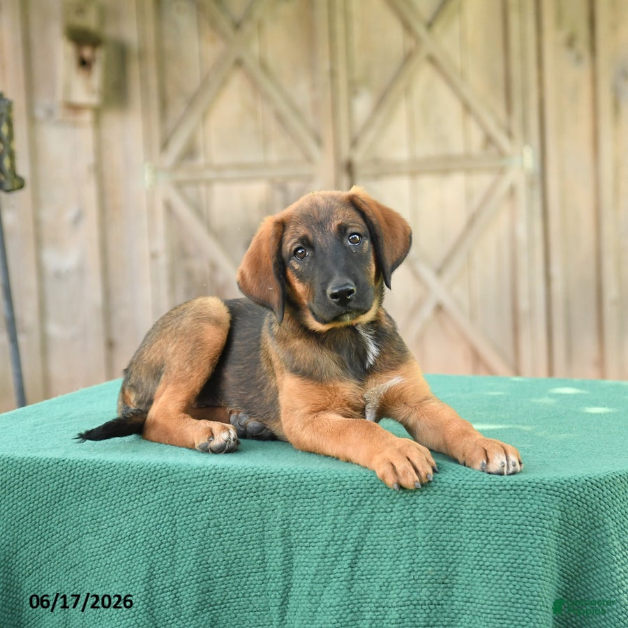 Mixed Breed dogs Sheba - Ad 2