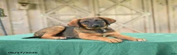 Mixed Breed dogs for sale: Sheba - Ad 2