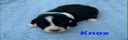 Welsh Corgi Cardigan dogs for sale: Knox - Ad 6