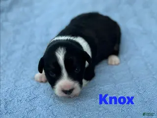 Welsh Corgi Cardigan dogs Knox - Ad 4