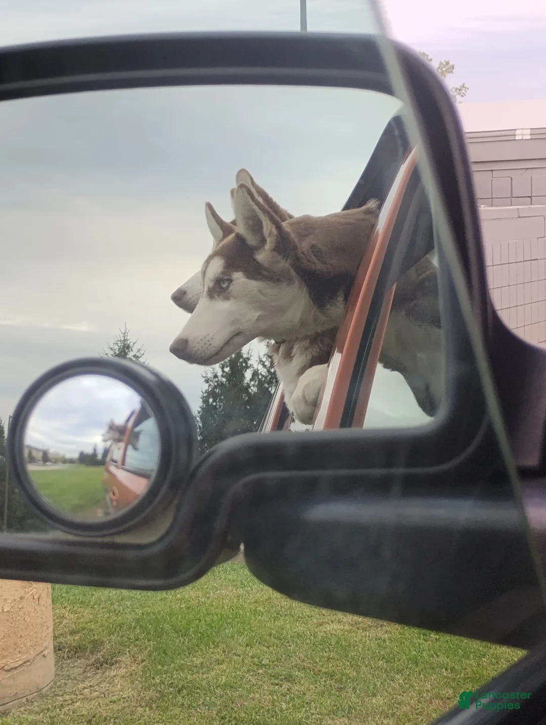 Alaskan Husky dogs for sale: Siberian Husky Puppy 1 - Ad 2