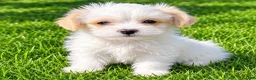 Shihpoo dogs for sale: Ollie - Ad 3