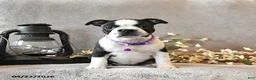 Boston Terrier dogs for sale: Rain - Ad 4