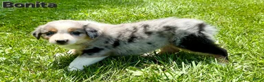 Australian Shepherd 6
