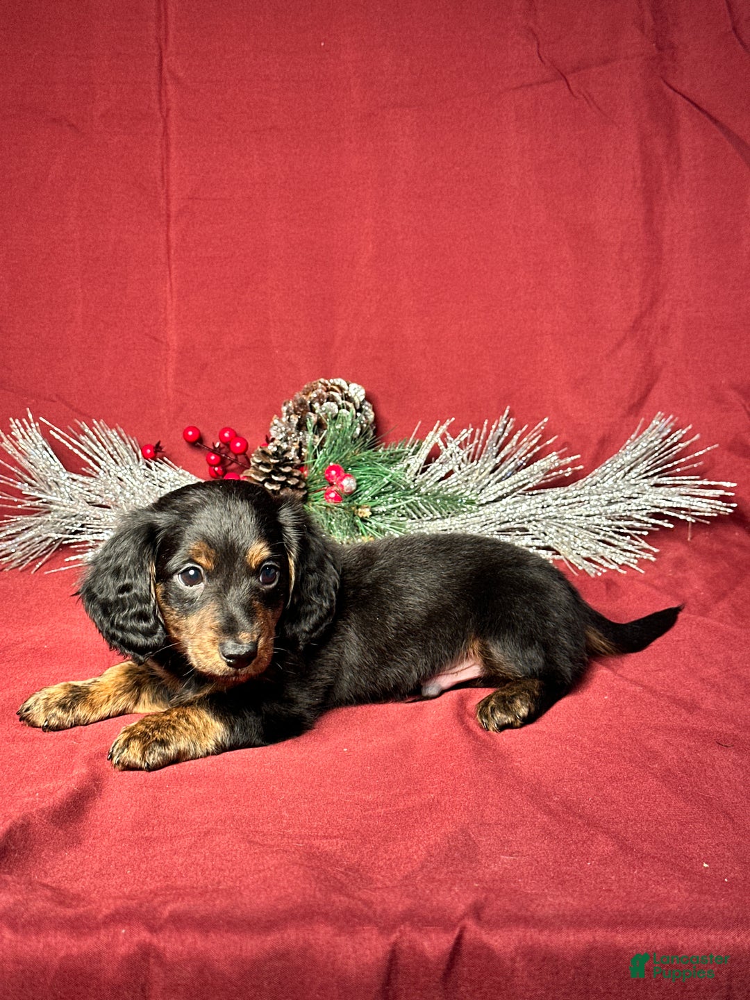 Miniature Dachshund dogs for sale: Troy - Ad 4