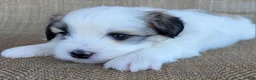 Teddy Bear dogs for sale: Levi  - Ad 2