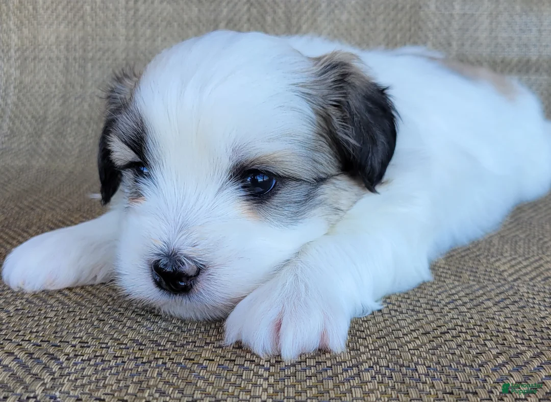 Teddy Bear dogs for sale: Levi  - Ad 2