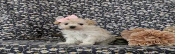 Maltipoo dogs for sale: Izzie 7 lbs Full Grown - Ad 4