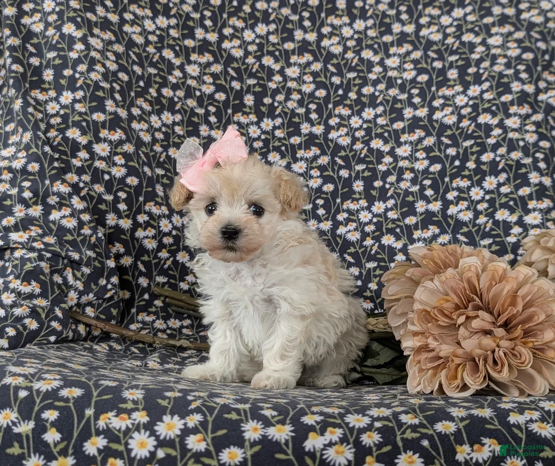 Maltipoo dogs for sale: Izzie 7 lbs Full Grown - Ad 4