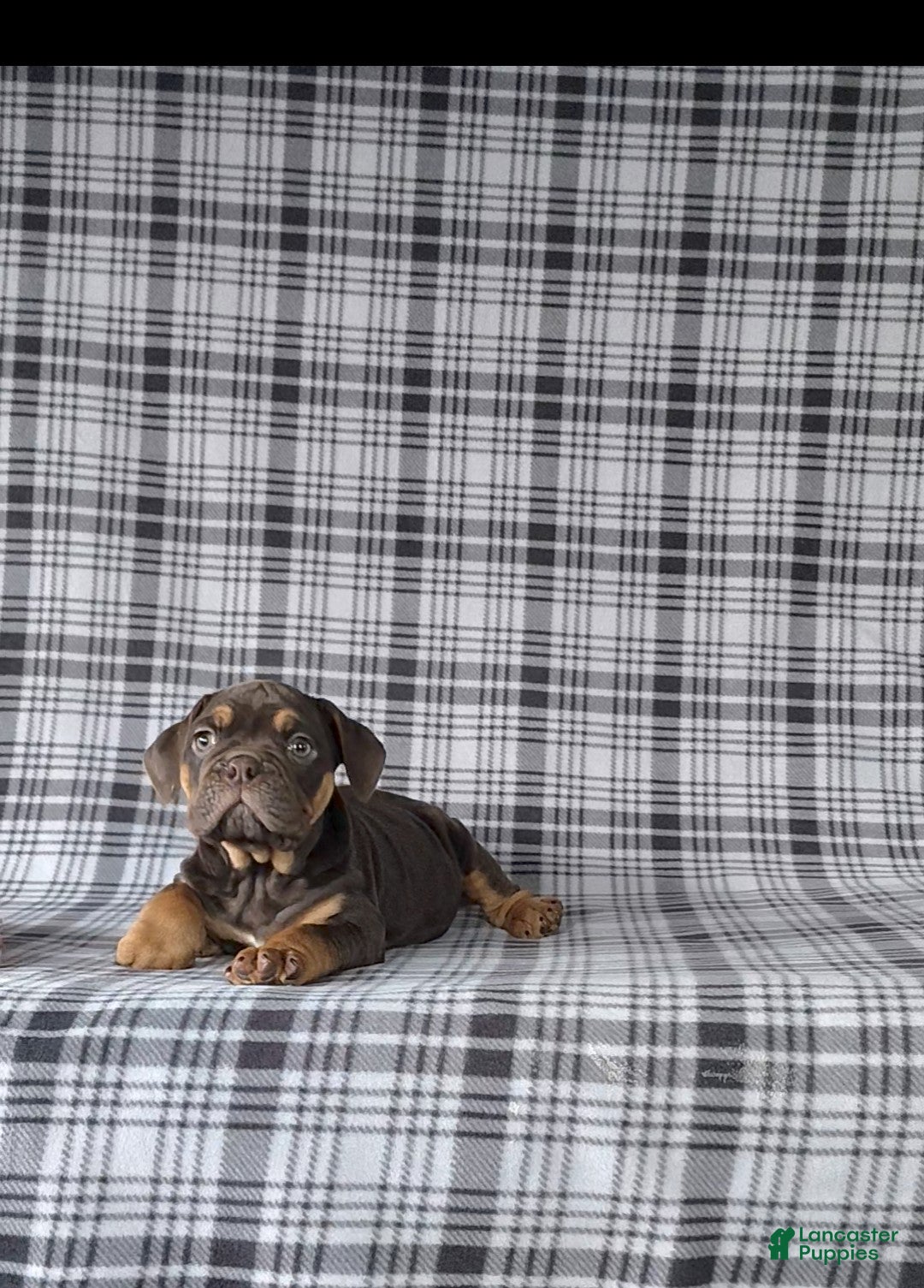 Beabull dogs for sale: Peyton - Ad 5